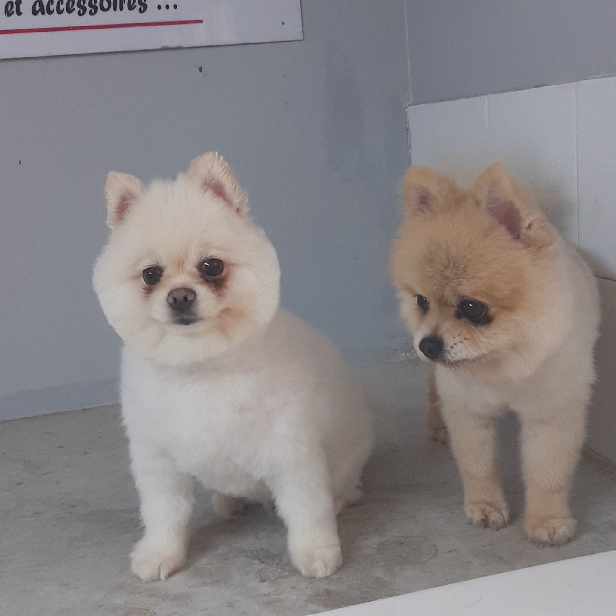 Service de Toilettage pour Animaux